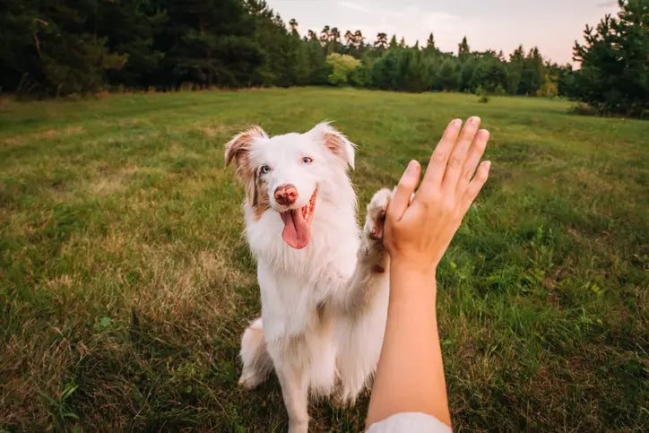 Fordelene ved kosttilskud til hunde til led