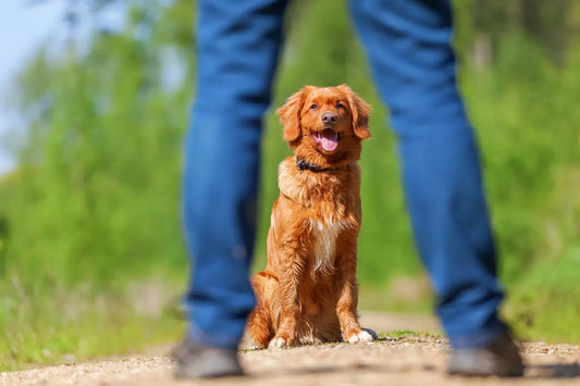 Mental styrke: Hvorfor aktiveringslegetøj vigtigt for din hund