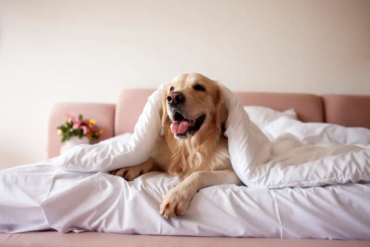 Undgå stress ved negleklipning: Sådan gør PawFix neglepleje til en leg