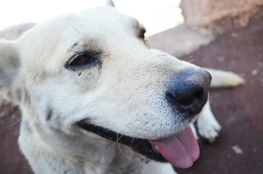 Effektive løsninger til dårlig hundeånde