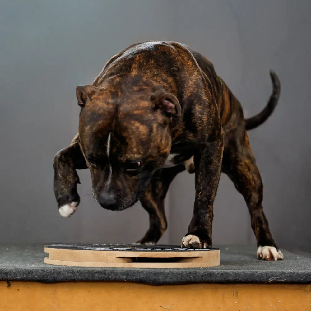 Pawfix legetøjet til hunden der vedligeholder klør