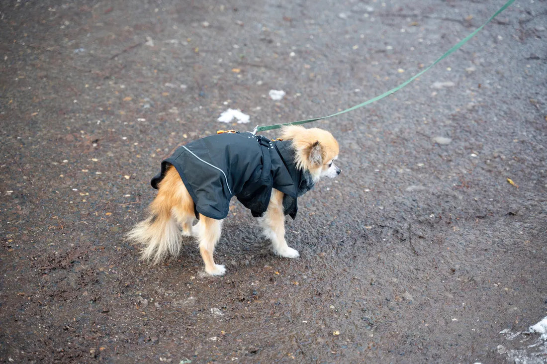 Bedste tips til at underholde din hund indendørs