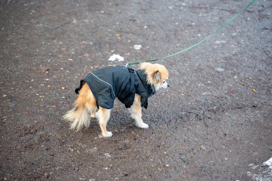 Bedste tips til at underholde din hund indendørs