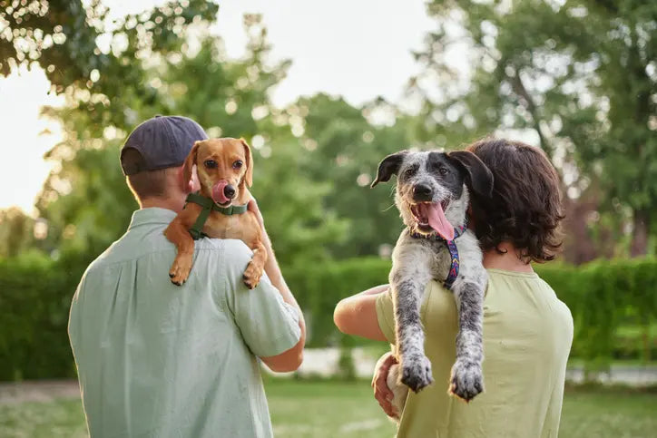 Tandpleje til hund: sund mundhygiejne hver dag