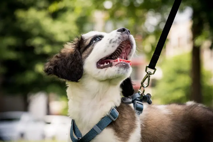 Hvordan træner man bedst sin hund?