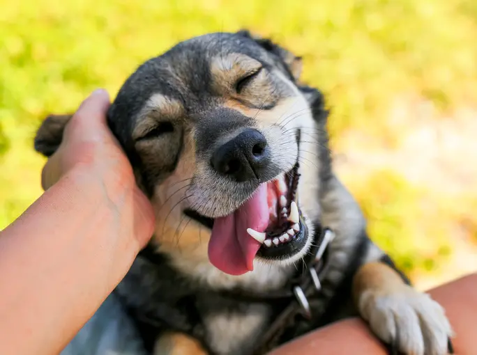 Mental træning af en hund: leg og læring